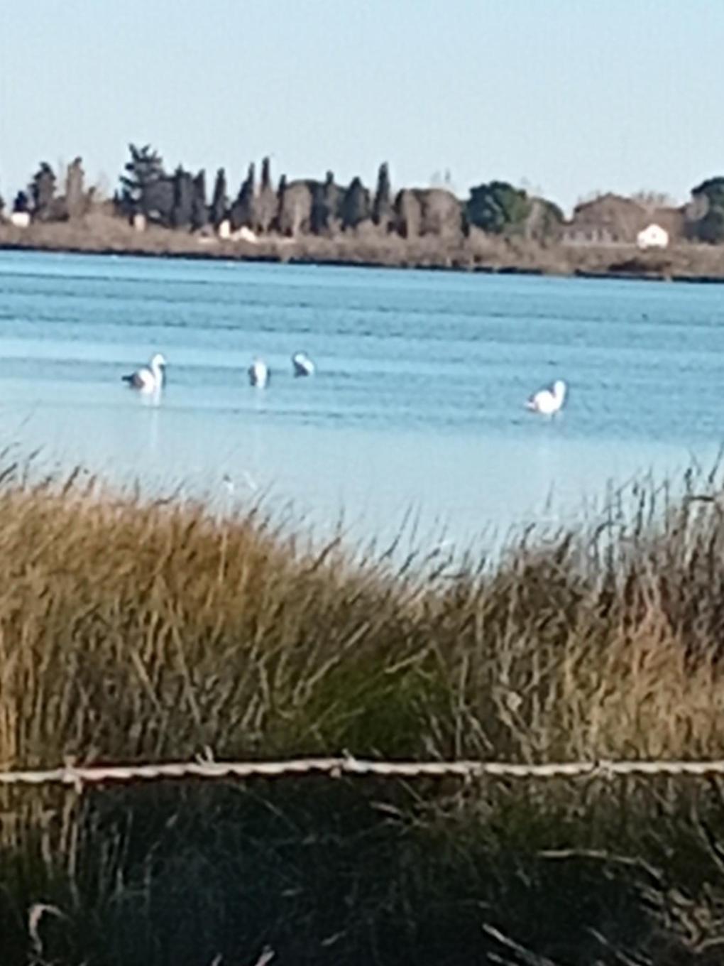 Aigues Mortes Studio De Vacances En Camargue Экстерьер фото